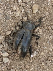 Eleodes grandicollis