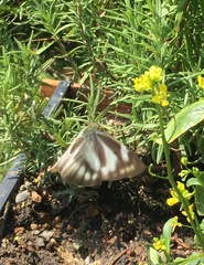 Appias libythea olferna