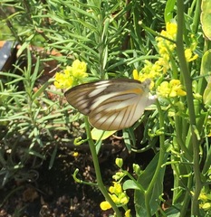 Appias libythea olferna