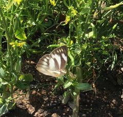Appias libythea olferna