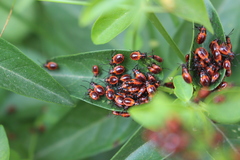 Tropidothorax leucopterus