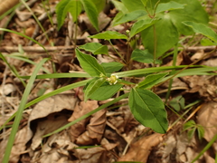 Euphorbia mercurialina