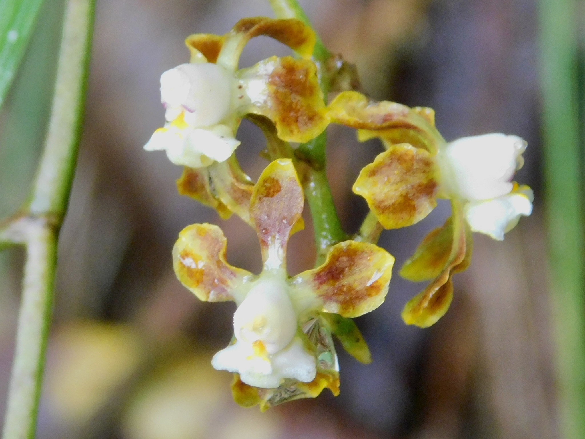 Cyrtochilum parviflorum (Lindl.) Kraenzl. 4