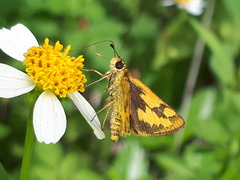 Taractrocera archias