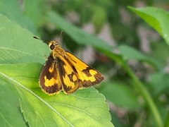 Taractrocera archias