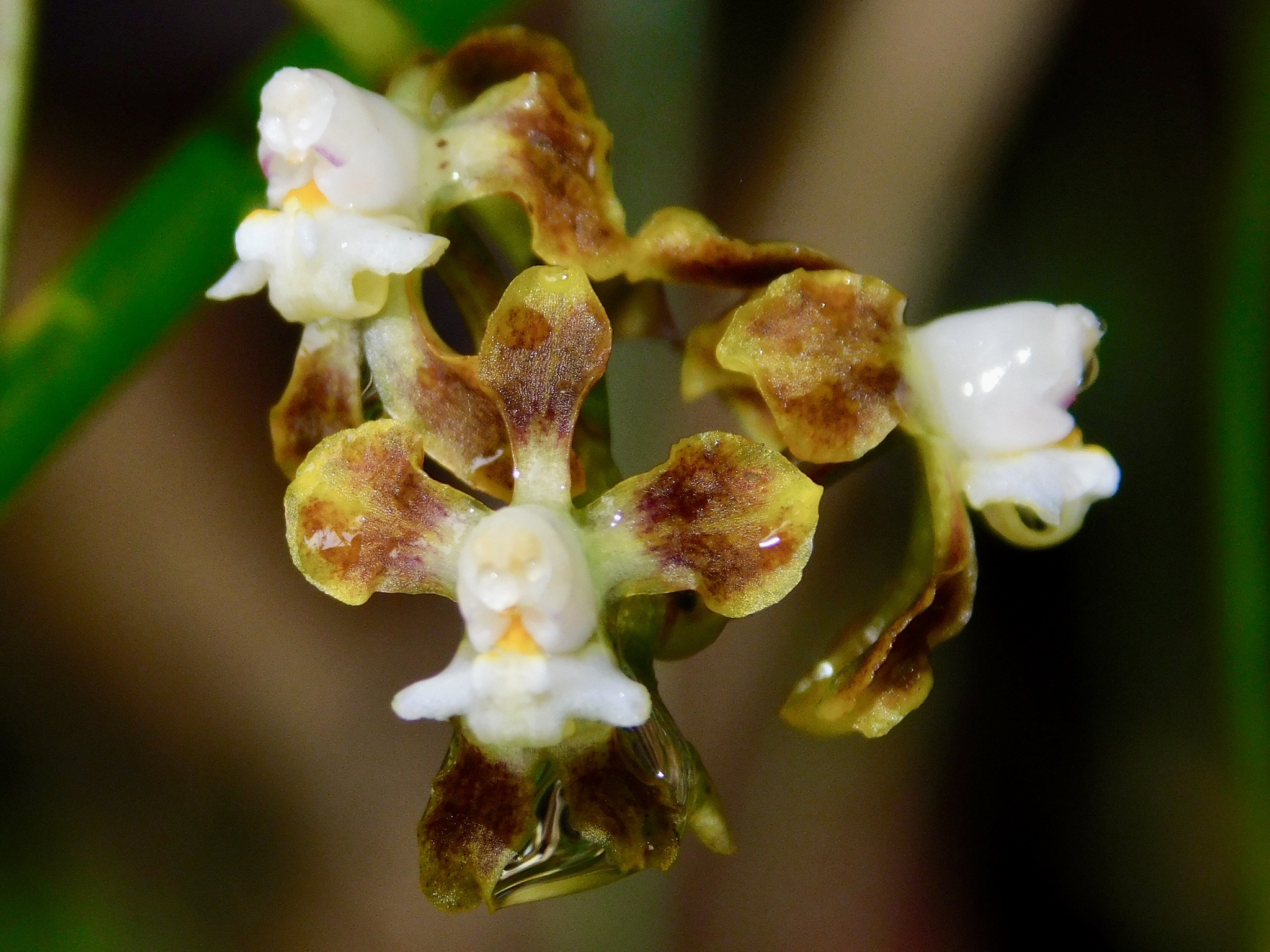 Cyrtochilum parviflorum (Lindl.) Kraenzl.