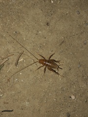 Ceuthophilus californianus