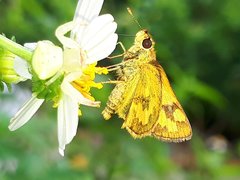 Taractrocera archias