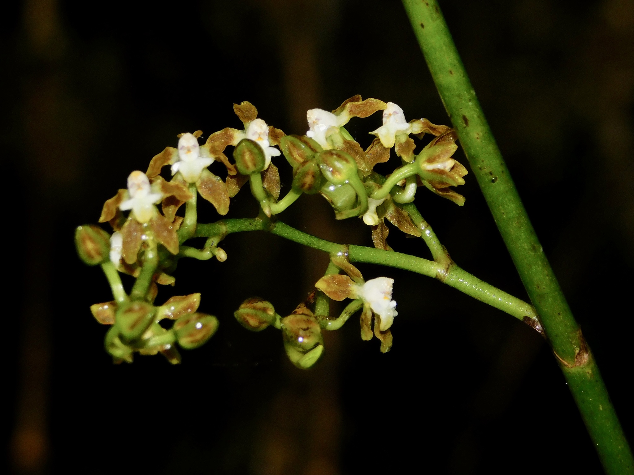 Cyrtochilum parviflorum (Lindl.) Kraenzl. 3