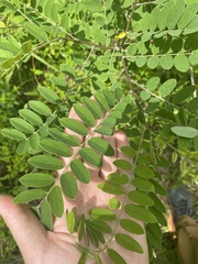 Robinia viscosa