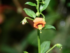 Alonsoa meridionalis