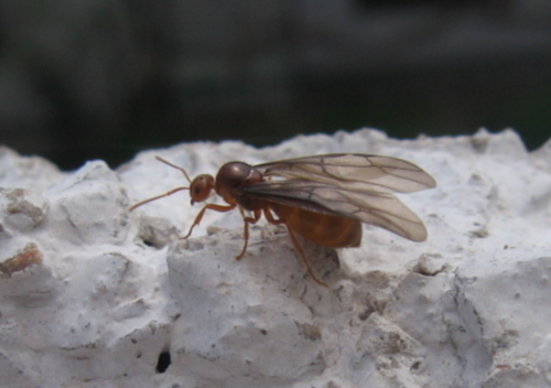 Zimski medeni mrav (Prenolepis nitens)