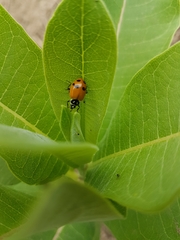Hippodamia glacialis