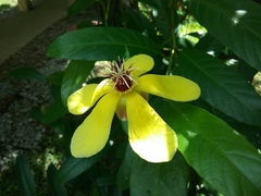 Dillenia luzoniensis