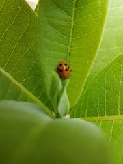 Hippodamia glacialis