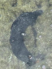 Holothuria leucospilota