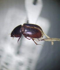Nialaphodius nigrita