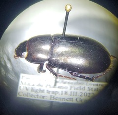 Chalepides barbatus