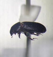 Ataenius texanus