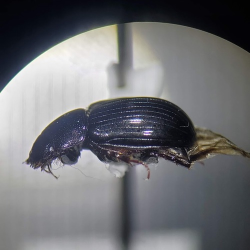 Tetraclipeoides dentigerulus
