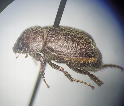 Diplotaxis rudis