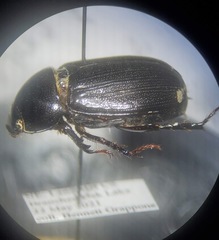 Dyscinetus picipes