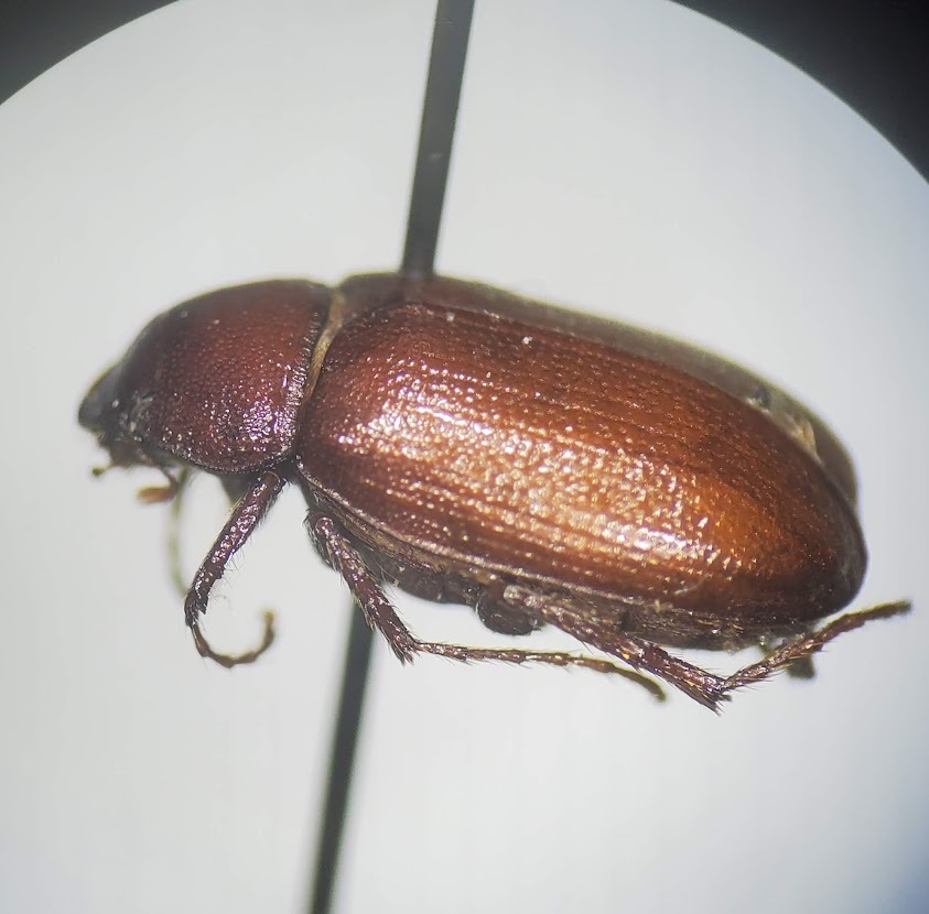 Diplotaxis harperi