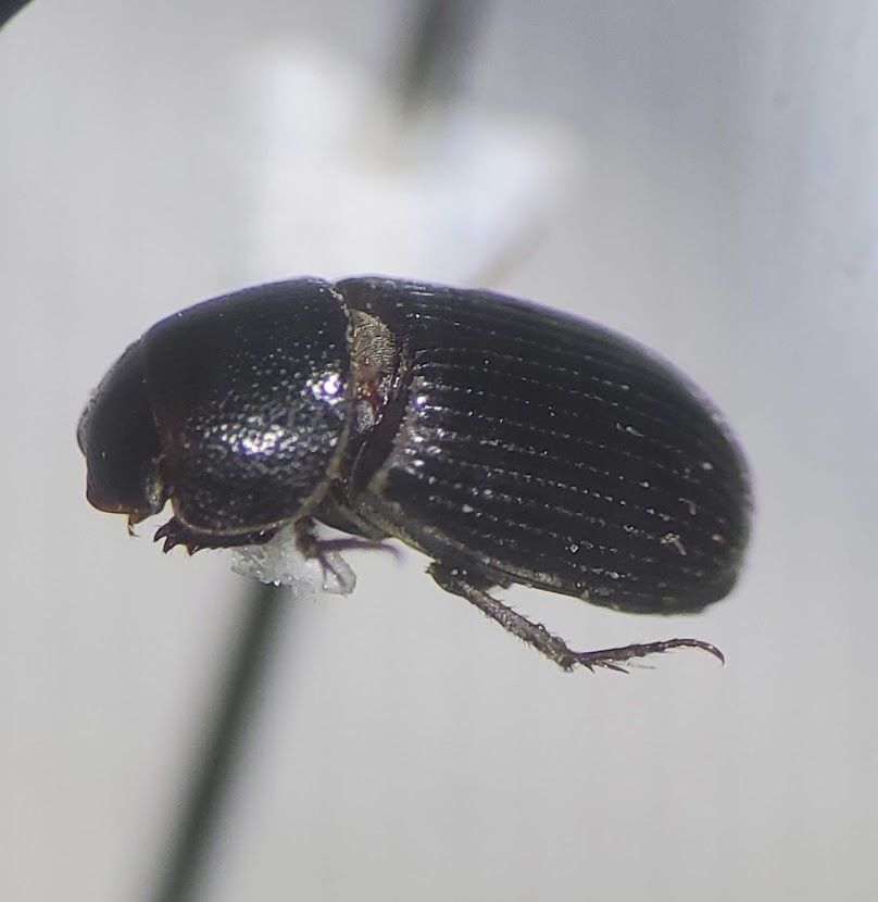 Ataenius strigatus
