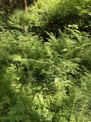 Pleuropogon refractus