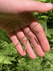 Pleuropogon refractus