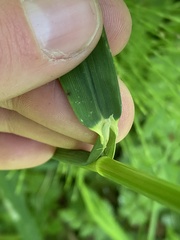 Pleuropogon refractus