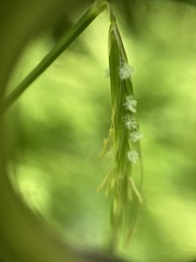 Pleuropogon refractus