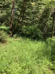 Pleuropogon refractus