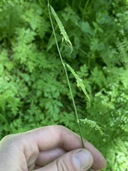 Pleuropogon refractus