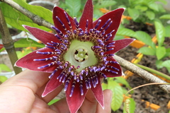 Passiflora venusta