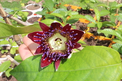Passiflora venusta