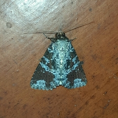 Condica cupentia