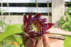 Passiflora venusta