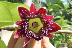 Passiflora venusta