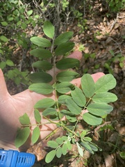 Robinia viscosa