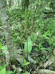 Ophioglossum pusillum