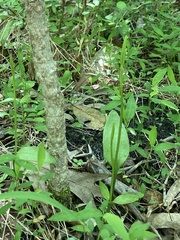 Ophioglossum pusillum