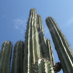 Cereus repandus