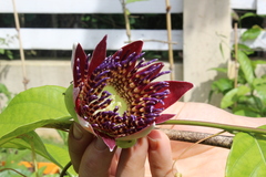 Passiflora venusta