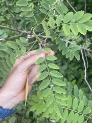 Robinia viscosa
