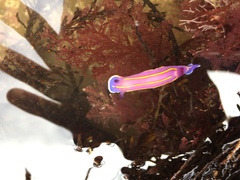 Felimida macfarlandi