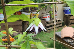Passiflora venusta