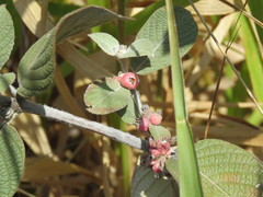 Sabicea brasiliensis