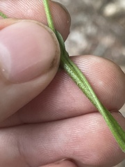 Robinia viscosa hartwigii