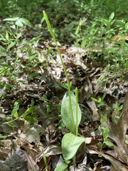 Ophioglossum pusillum